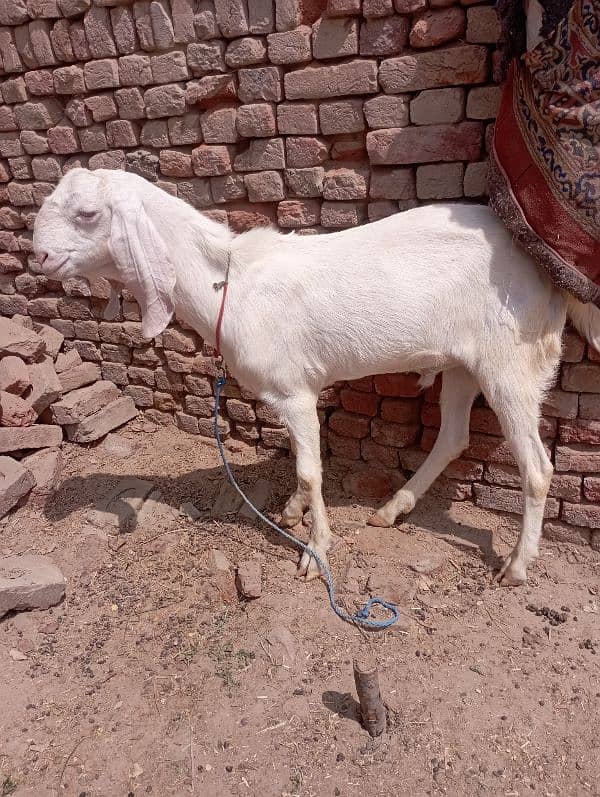 Bakra for cell 2