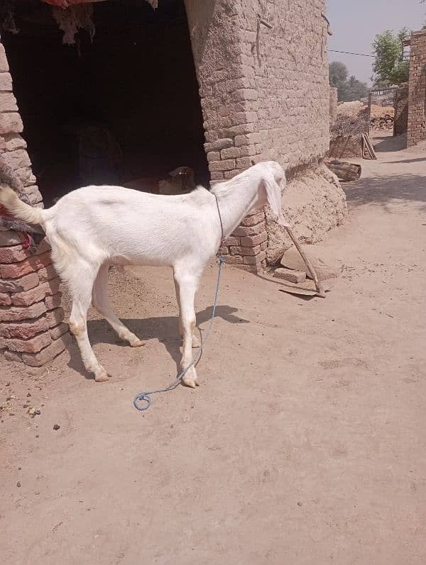 Bakra for cell 3
