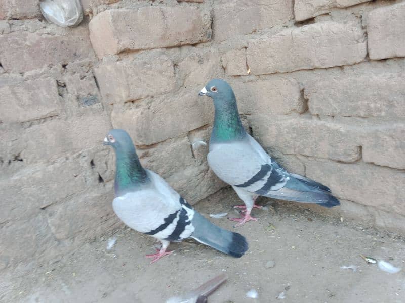 top quality pigeons 0