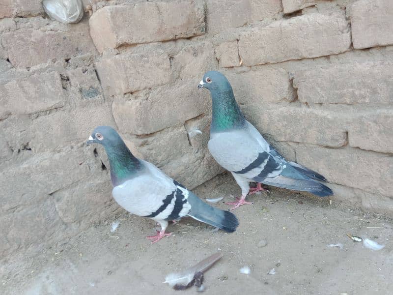 top quality pigeons 1