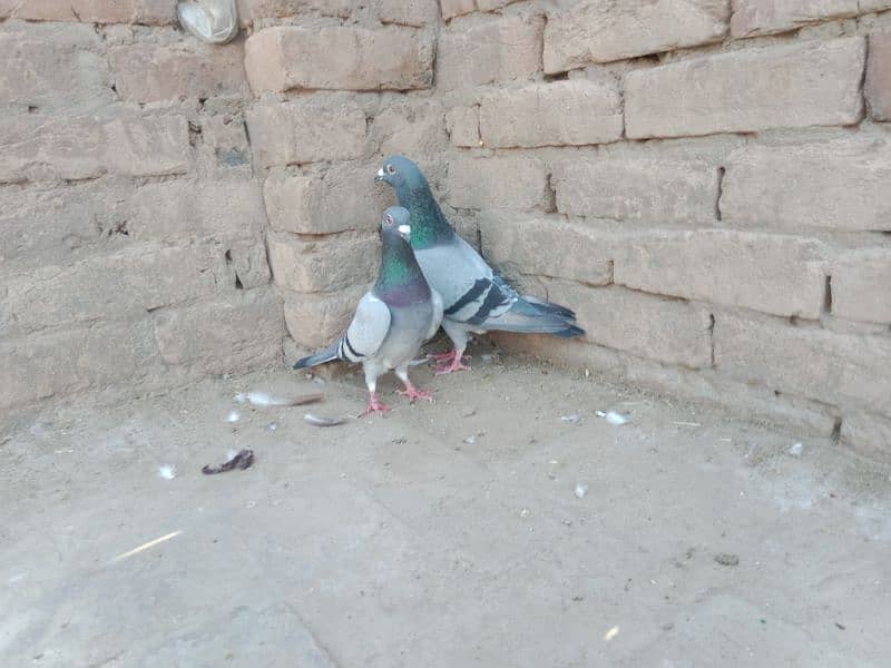top quality pigeons 2