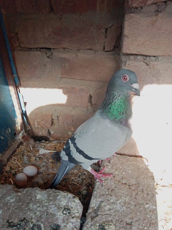 top quality pigeons 3