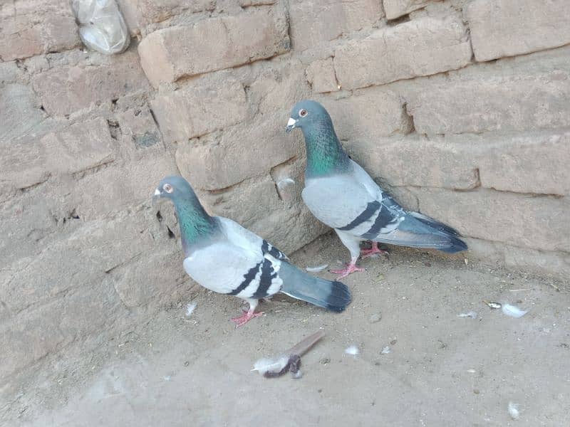 top quality pigeons 5