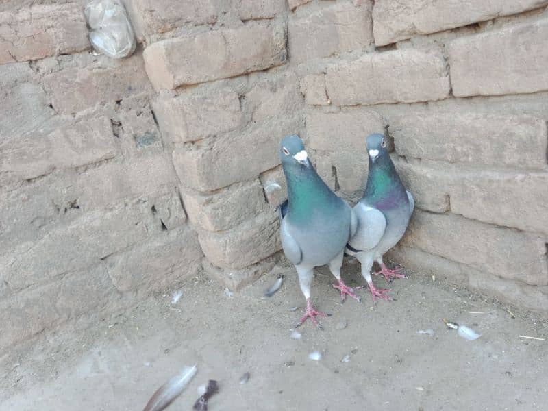top quality pigeons 6