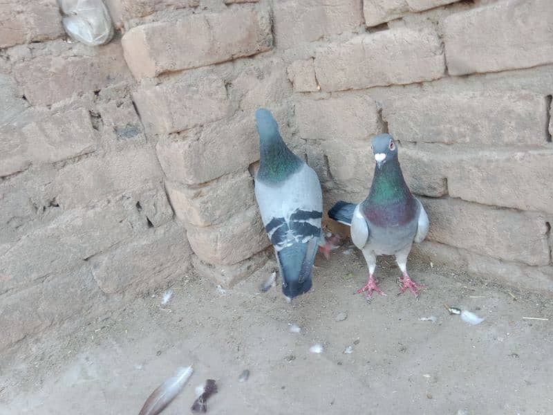 top quality pigeons 7