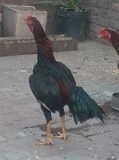 Pure Aseel Murga murgia ande dati hain