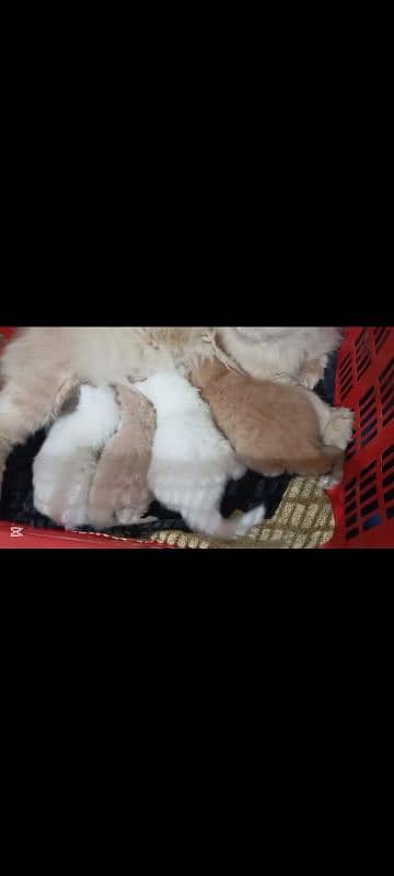 White persian kitten triple coat  | punch face 0