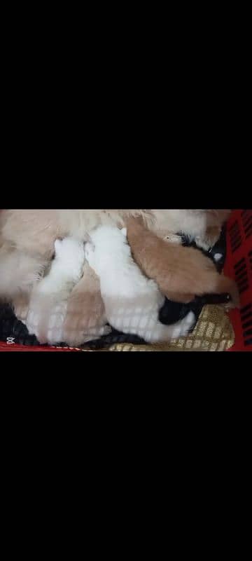 White persian kitten triple coat  | punch face 1