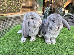 Holland Lop Imported Rabbits