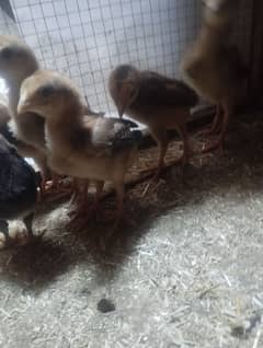 Pure aseel mian wali chicks age 1 month Maa bap moqay pr majod hn