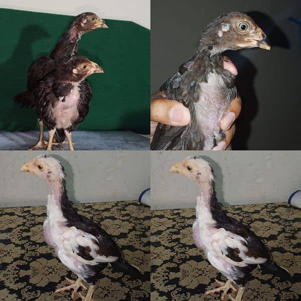 high quality killi taja and cheena aseel chiks 0