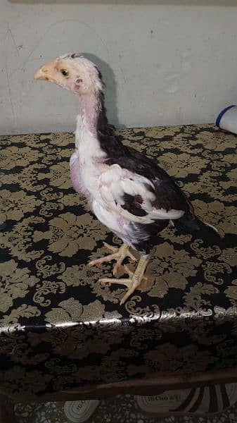 high quality killi taja and cheena aseel chiks 1