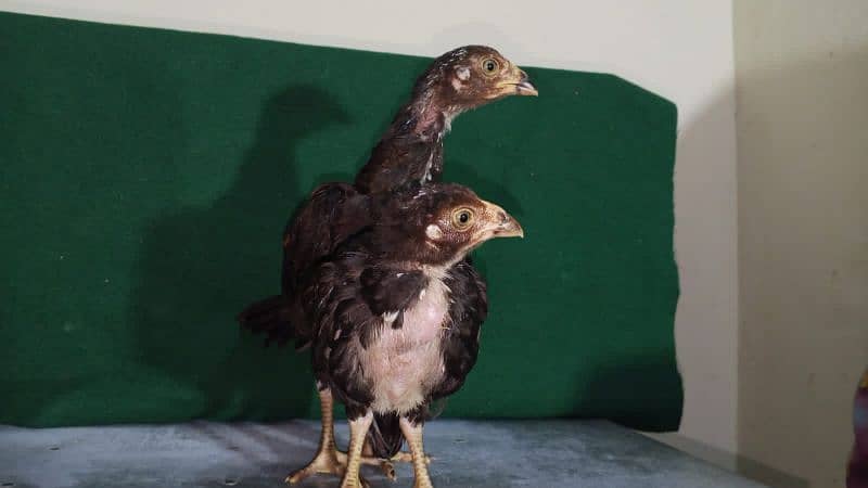 high quality killi taja and cheena aseel chiks 3
