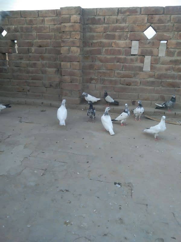 Sailkoti bachy 0