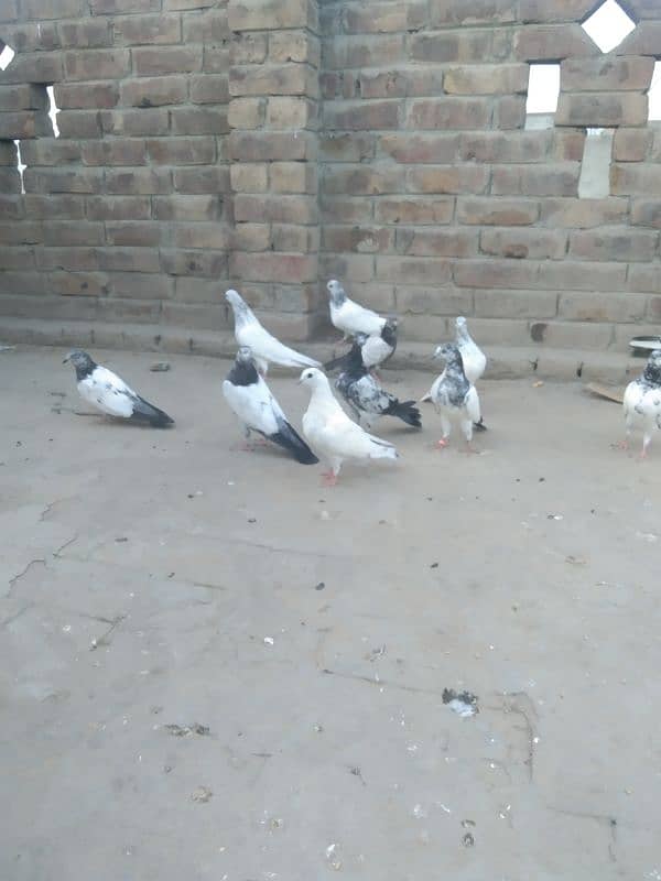 Sailkoti bachy 1