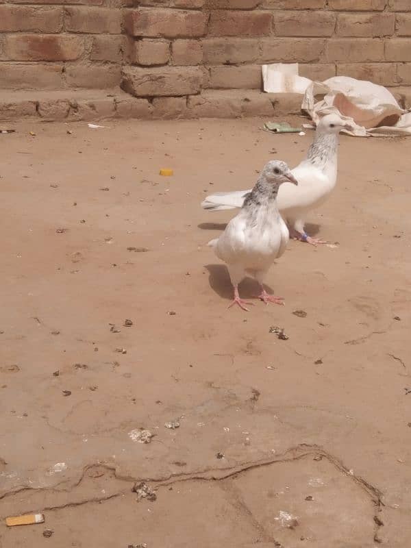 Sailkoti bachy 2