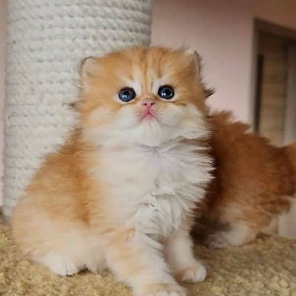 Persian Punched  faced kitten 0