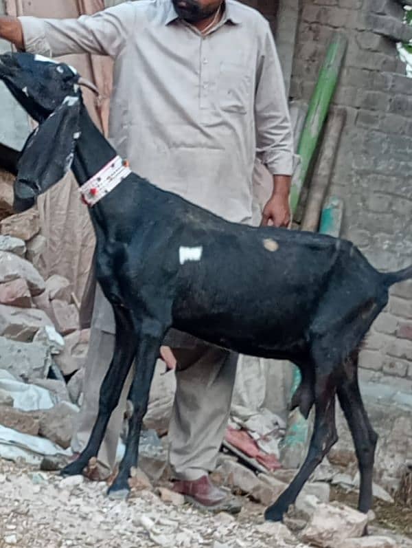 Betal Bakri Confram 3 Month ki 100 % Gaban Bakri 2