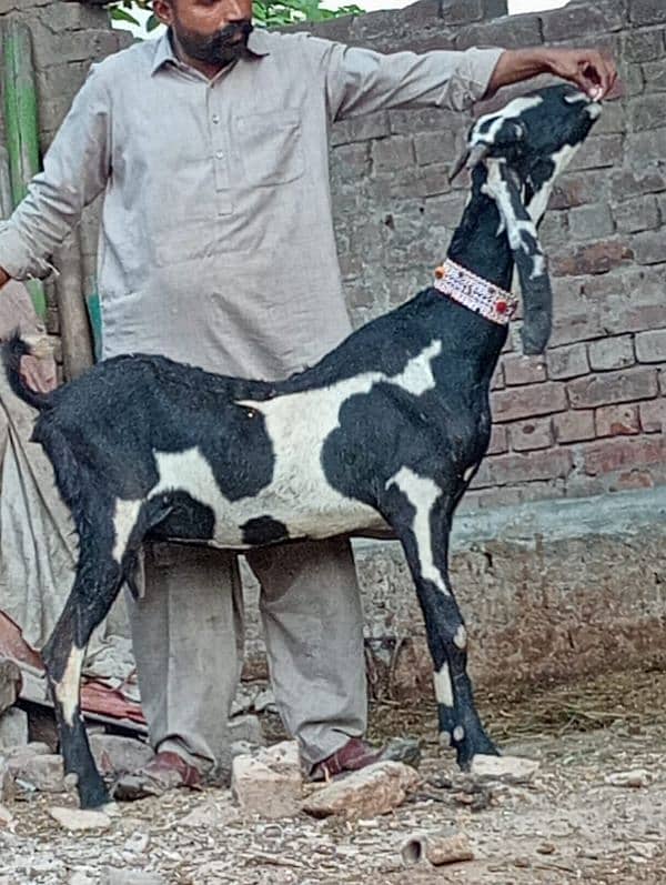 Betal Bakri Confram 3 Month ki 100 % Gaban Bakri 6