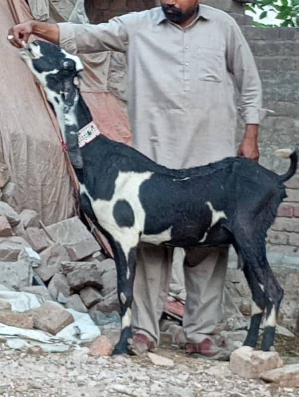 Betal Bakri Confram 3 Month ki 100 % Gaban Bakri 9