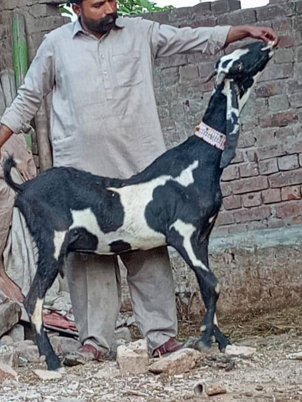 Betal Bakri Confram 3 Month ki 100 % Gaban Bakri 10