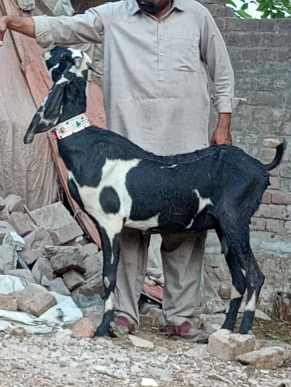 Betal Bakri Confram 3 Month ki 100 % Gaban Bakri 11