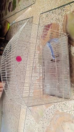 bird