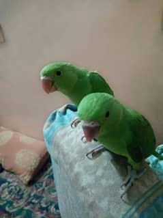 Ringneck chick pair urgent sale