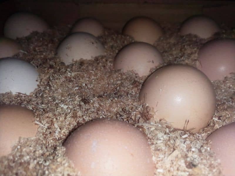 aseel Heera kurak Madi and fertile eggs (03445152074 Whatsapp) 1