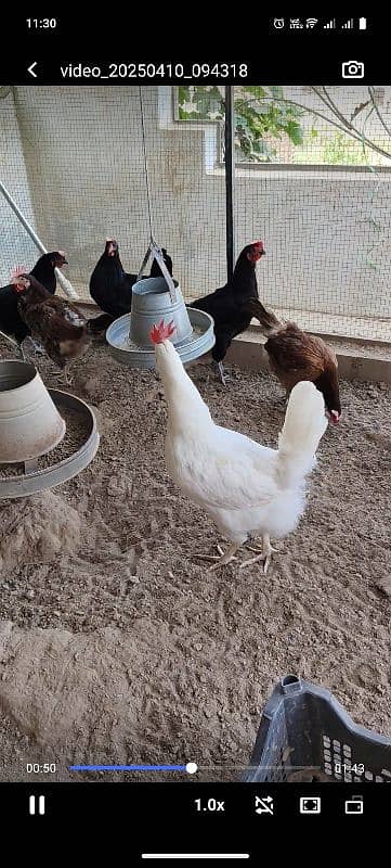 austrolop hen 0