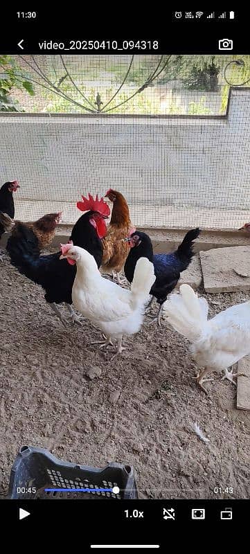 austrolop hen 1
