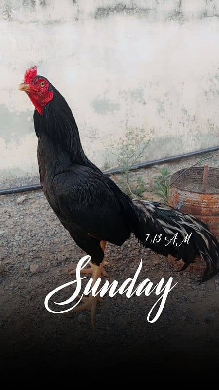 Home breed quality aseel 0