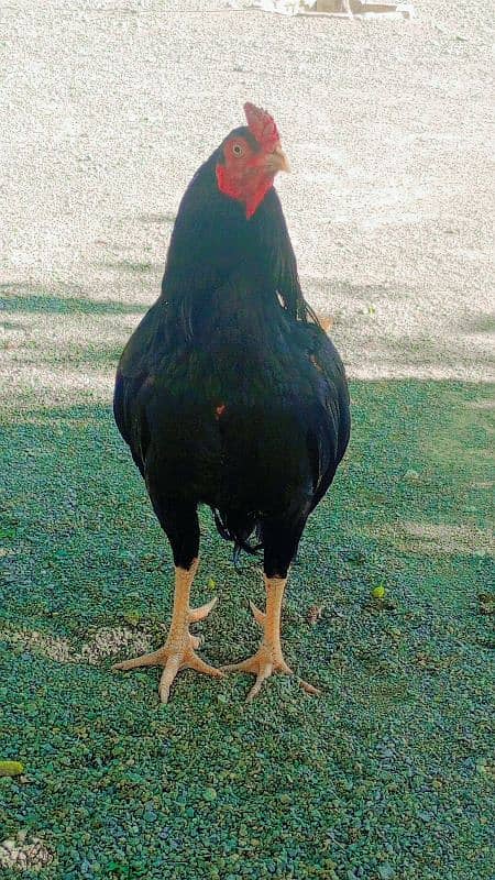 Home breed quality aseel 1