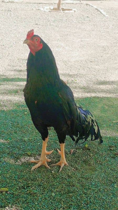 Home breed quality aseel 2