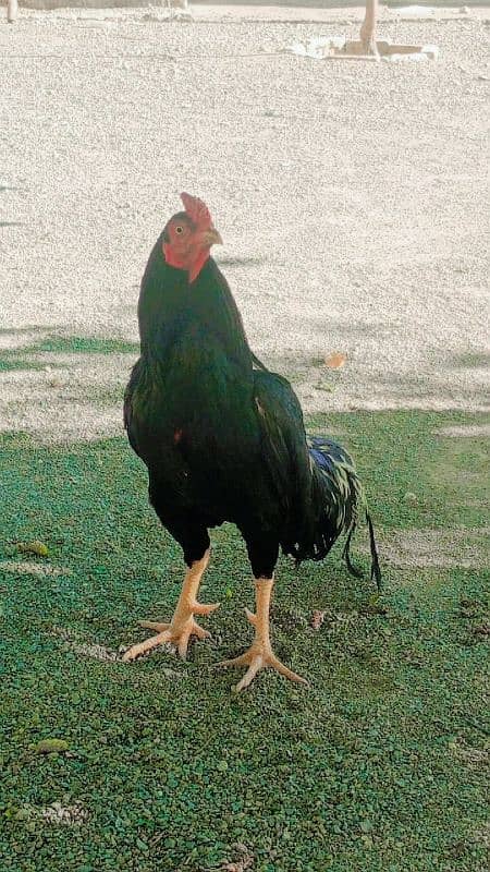Home breed quality aseel 3