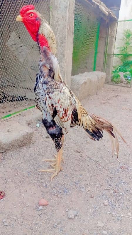 Home breed quality aseel 4