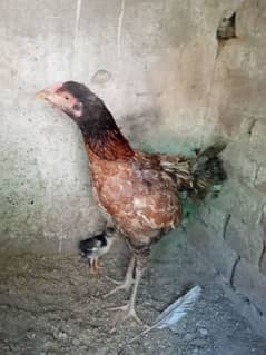 Sindhi aseel female with 2 chicks