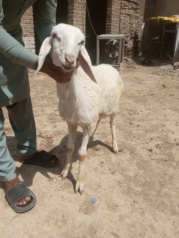 Turki dumba 0