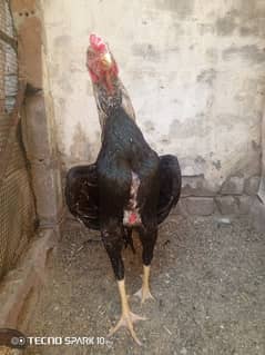 Aseel shamo