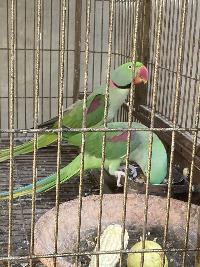 Kashmiri Raw Vip Breeder Pair 0
