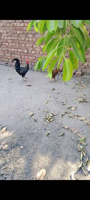 2 egg laying hens with cock 2