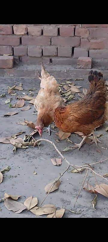 2 egg laying hens with cock 3