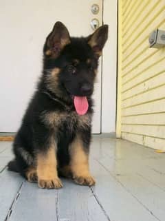 German shepherd puppies for sale / GSD pup / WhatsApp03234414509
