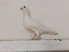 Kabootar