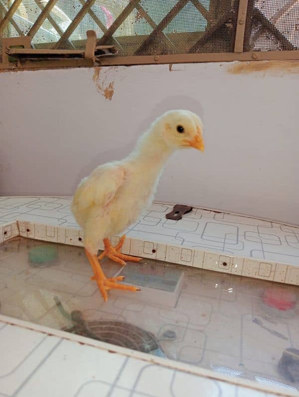 10 days PURE WHITE SHAMO KING CHICK'S 6000/ 0