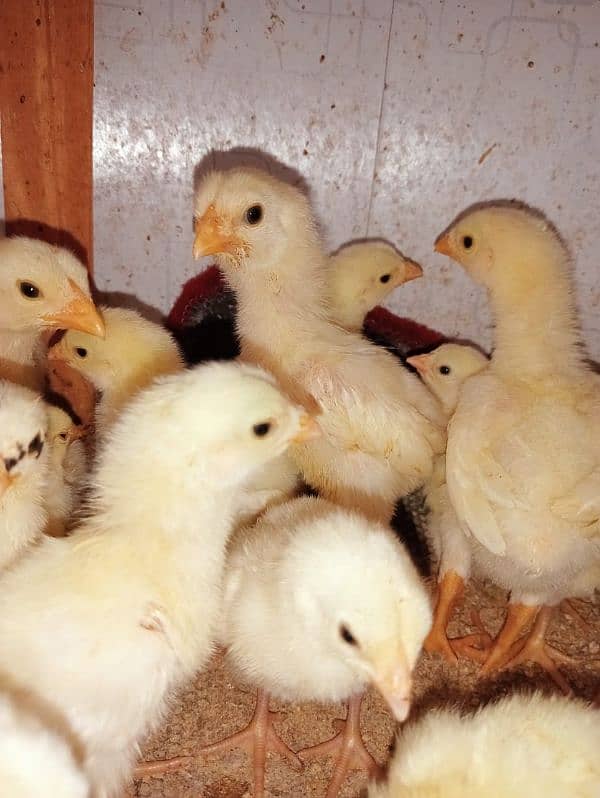 10 days PURE WHITE SHAMO KING CHICK'S 6000/ 1