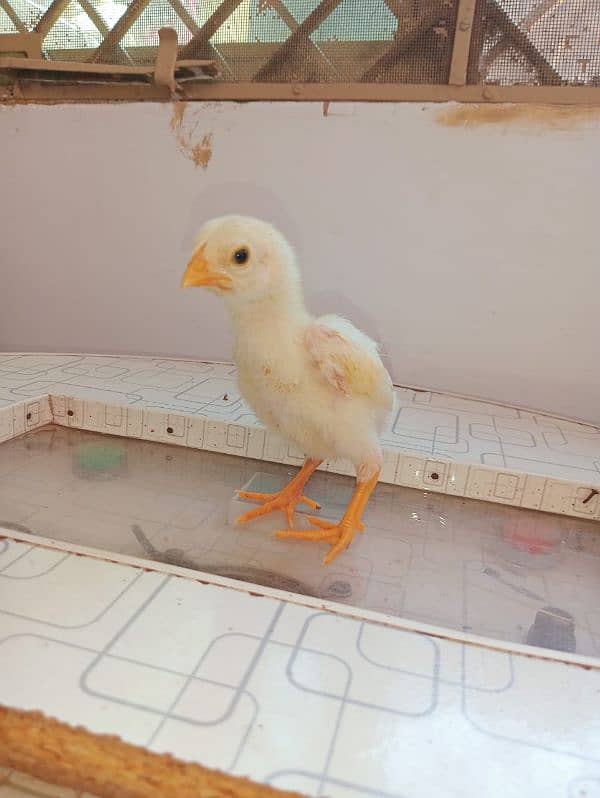10 days PURE WHITE SHAMO KING CHICK'S 6000/ 2