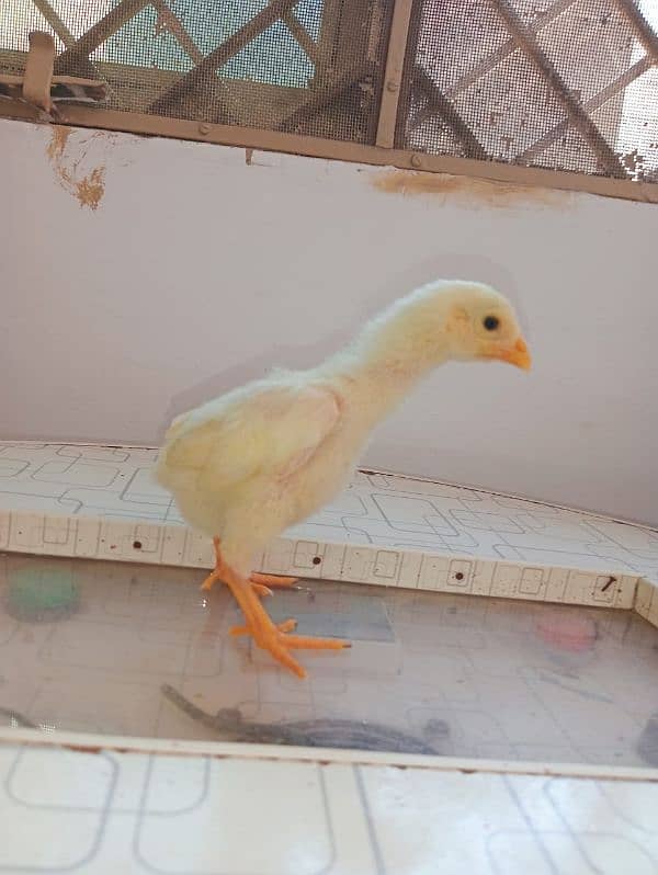 10 days PURE WHITE SHAMO KING CHICK'S 6000/ 3