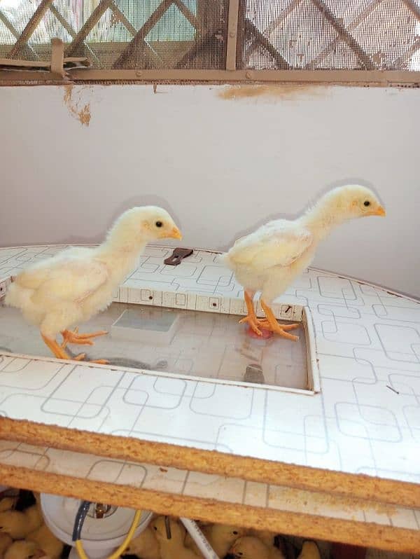10 days PURE WHITE SHAMO KING CHICK'S 6000/ 4
