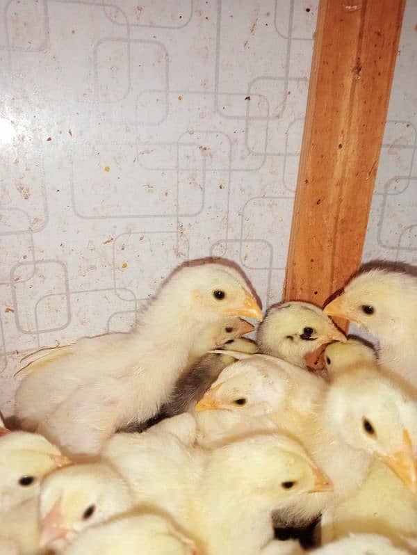 10 days PURE WHITE SHAMO KING CHICK'S 6000/ 5